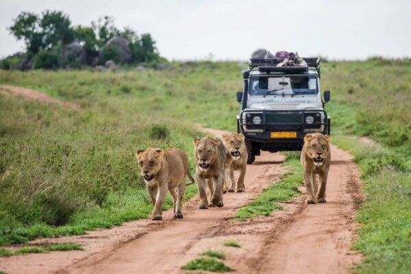 Game Drives in Africa