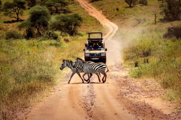 Game Drives in Africa