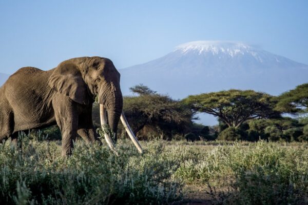 Kenya Safari Holidays