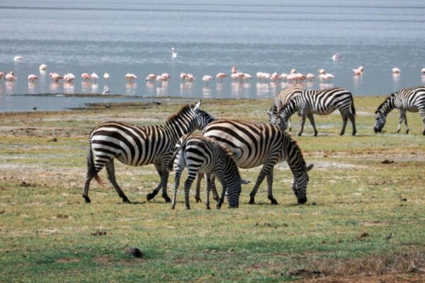 Lake Manyara vs Ngorongoro Lake Manyara vs Ngorongoro