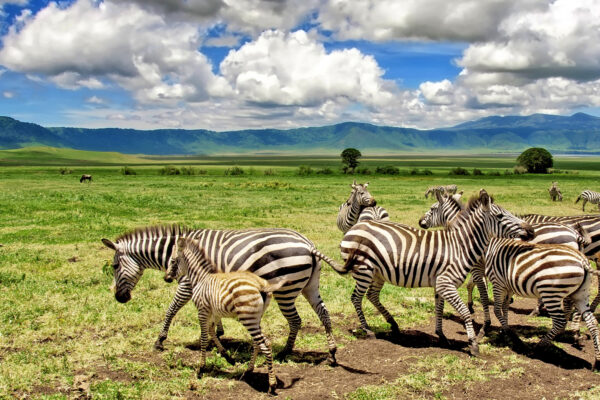 Luxury Ngorongoro Crater Safari