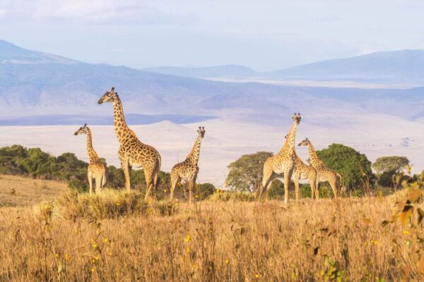 Luxury Ngorongoro Crater Safari