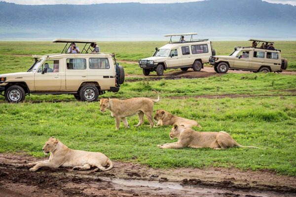 Luxury Ngorongoro Crater Safari Package
