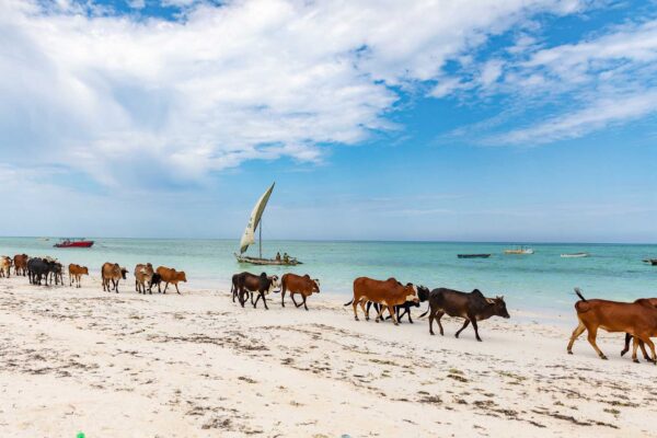Safari and Beach Holiday Safari and Beach Holiday