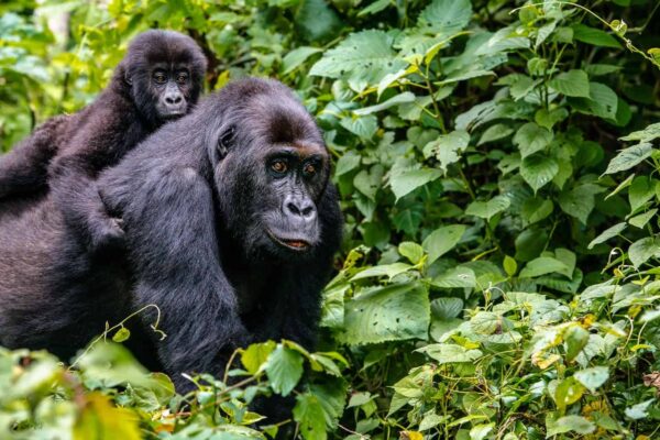 Solo Travel Safari Solo Travel Safari