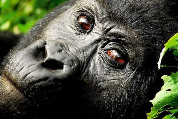 3-Day Gorilla Trekking from UK to Uganda 3-Day Gorilla Trekking from UK to Uganda