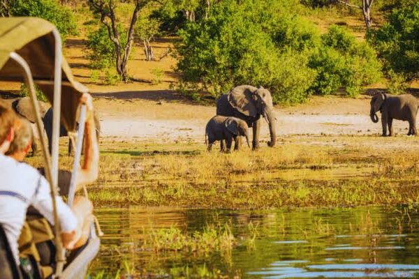 5-Day Gorilla Trekking and Queen Elizabeth Safari 5-Day Gorilla Trekking and Queen Elizabeth Safari