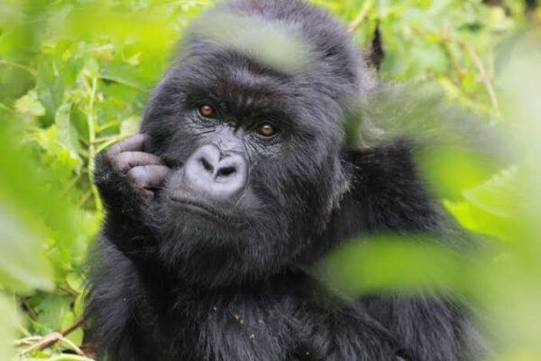 6-Day Rwanda Gorilla and Lake Kivu Adventure 6-Day Rwanda Gorilla and Lake Kivu Adventure