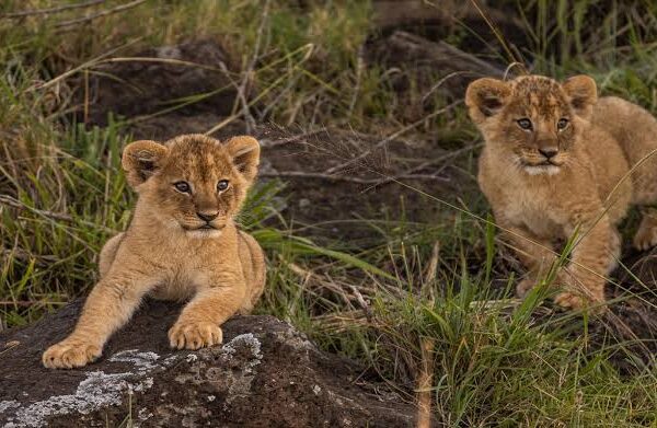 7-Day Kenya Classic Wildlife Safari Package 7-Day Kenya Classic Wildlife Safari Package
