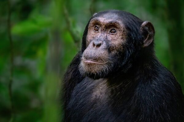 7-Day Uganda Gorilla and Chimpanzee Safari
