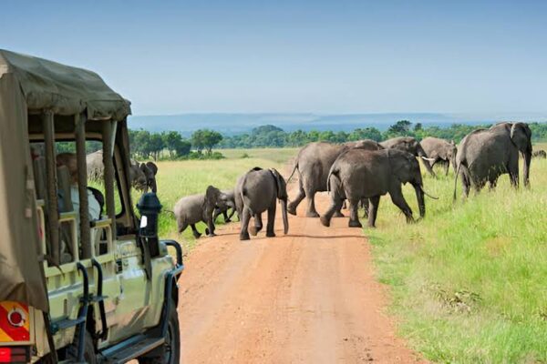 8-Day Tanzania Northern Circuit Safari 8-Day Tanzania Northern Circuit Safari