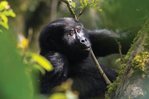 8-Day Uganda Gorilla and Big Five Safari 8-Day Uganda Gorilla and Big Five Safari