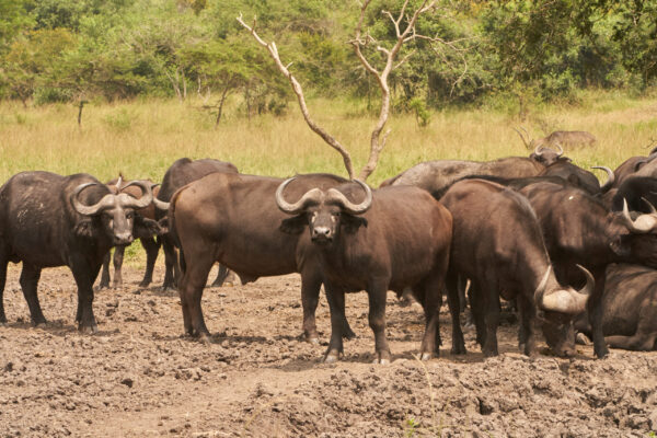 African Buffalo African Buffalo