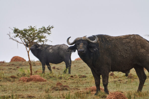 African Buffalo African Buffalo