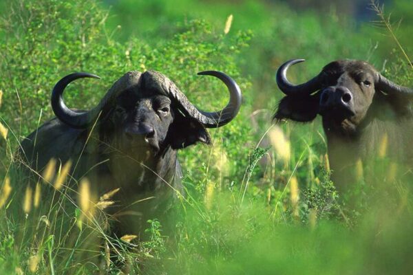 African Buffalo African Buffalo
