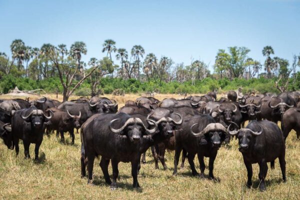 African Buffalo African Buffalo