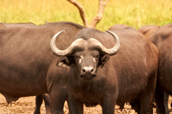 African Buffalo African Buffalo