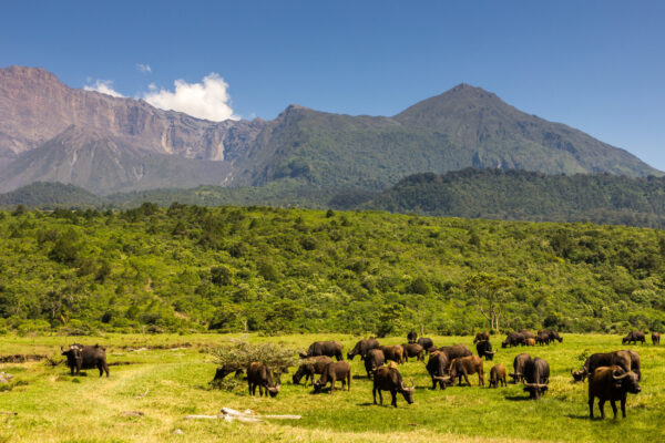 Arusha NP and Mount Meru