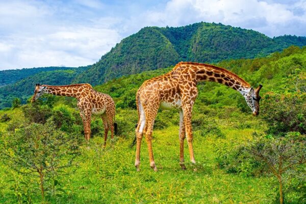Arusha NP and Mount Meru