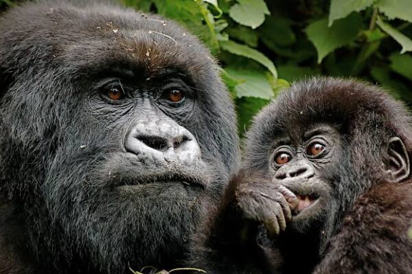 Gorilla Trekking From Tanzania To Rwanda Gorilla Trekking From Tanzania To Rwanda