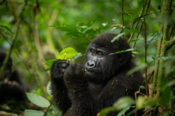 Gorilla Trekking From UK To Uganda Gorilla Trekking From UK To Uganda
