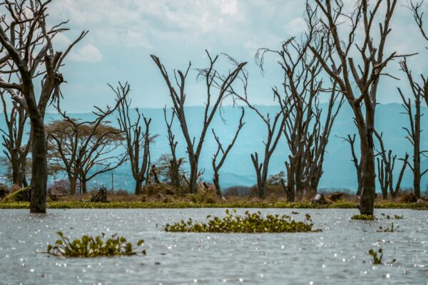 Lake Naivasha