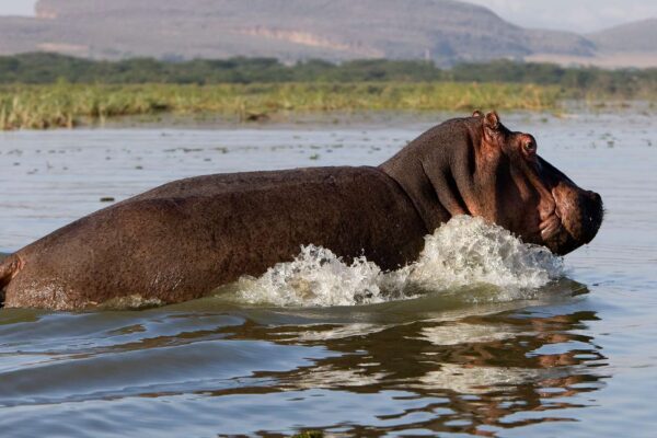 Lake Naivasha