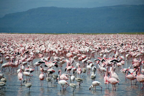 Lake Naivasha Flamingos