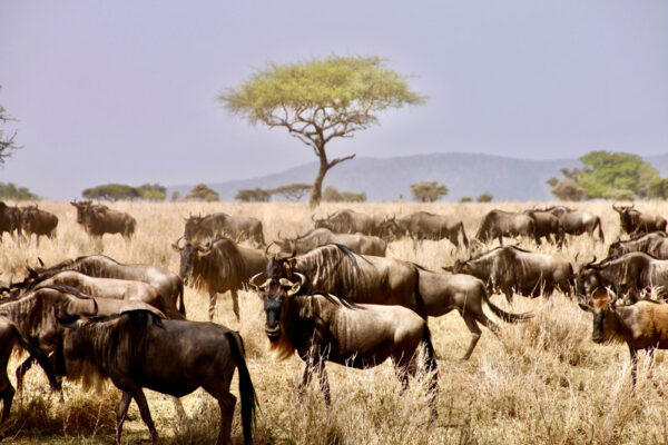 Serengeti Safari Itinerary