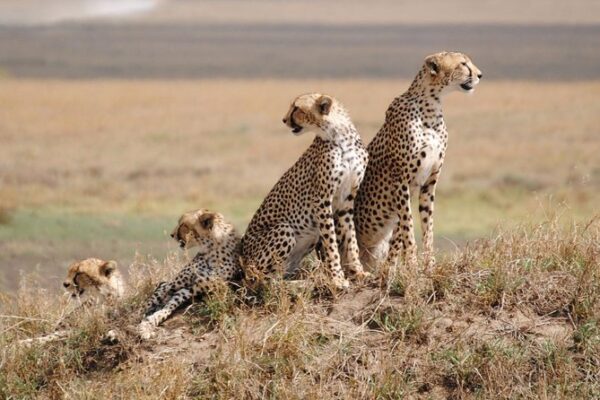 Serengeti Safari Itinerary