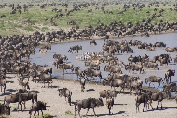 Wildebeest Migration Safari Wildebeest Migration Safari