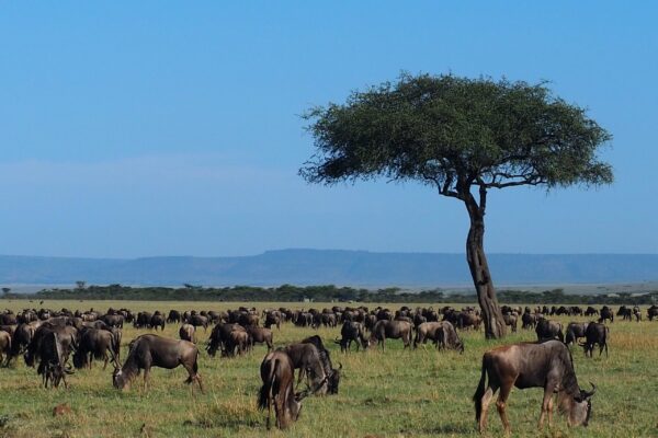 Wildebeest Migration Safari Wildebeest Migration Safari