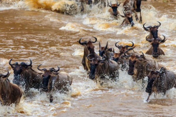 Wildebeest Migration Safari Wildebeest Migration Safari