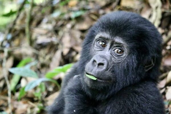 3-Day Bwindi Gorilla Trekking Safari 3-Day Bwindi Gorilla Trekking Safari