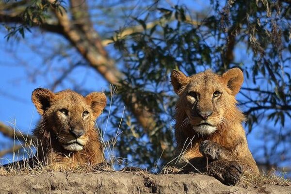 3-Day Masai Mara Big 5 Safari 3-Day Masai Mara Big 5 Safari