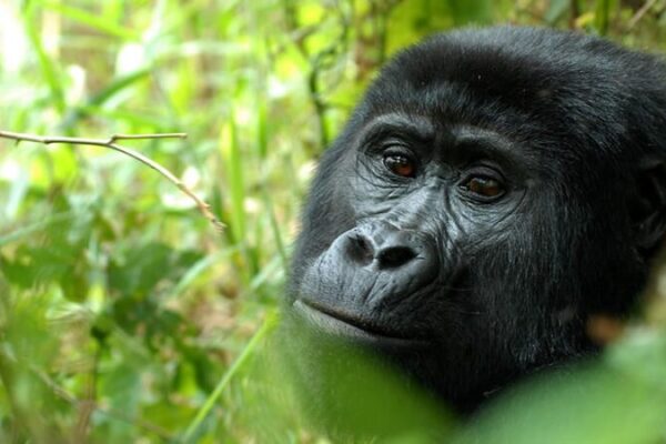 3-Day Rwanda Gorilla Trekking Safari 3-Day Rwanda Gorilla Trekking Safari