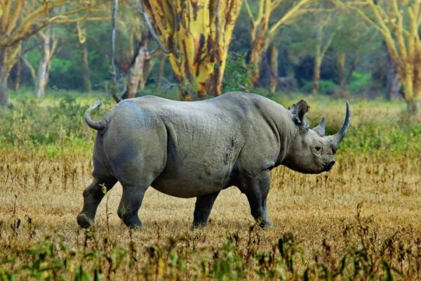 4-Day Tanzania Northern Circuit Budget Safari