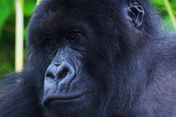 4 Days Double Gorilla Trekking