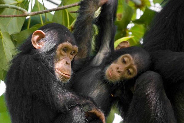 5-Day Gorilla & Chimpanzee Safari 5-Day Gorilla & Chimpanzee Safari