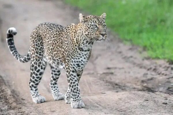 5-Day Northern Big Five Safari (Kidepo & Murchison Highlights)