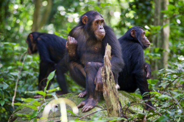 5-Day Rwanda Gorillas & Chimpanzee Safari 5-Day Rwanda Gorillas & Chimpanzee Safari
