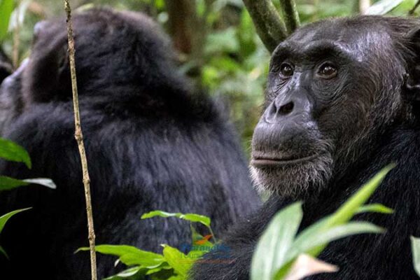 5-Day Rwanda Safari 5-Day Rwanda Safari