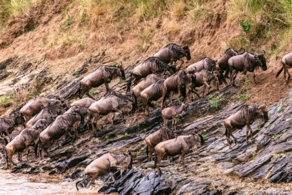 5-Day Serengeti Migration 5-Day Serengeti Migration