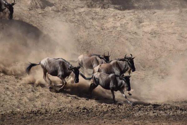5-Day Serengeti Migration 5-Day Serengeti Migration