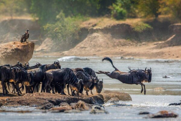 5-Day Serengeti Migration 5-Day Serengeti Migration