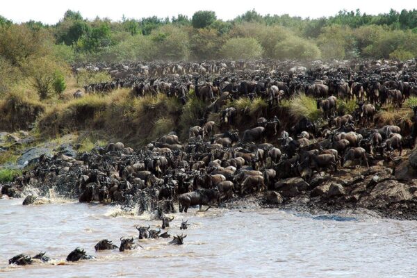 5-Day Serengeti Migration 5-Day Serengeti Migration