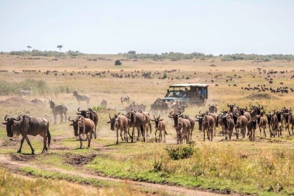 6-Day Maasai Mara & Amboseli Fly-In Luxury Safari