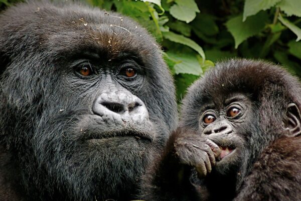 7-Day Rwanda Gorillas, Wildlife & Lake Kivu 7-Day Rwanda Gorillas, Wildlife & Lake Kivu