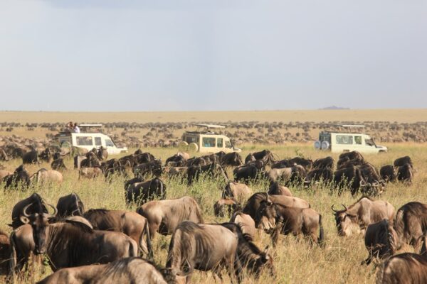7-Day Tanzania Budget Safari 7-Day Tanzania Budget Safari