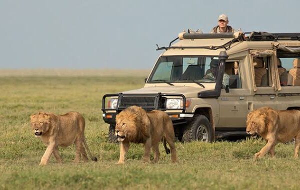 7-Day Tanzania Budget Safari 7-Day Tanzania Budget Safari